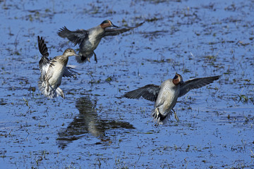 Eurasian teal (Anas crecca)
