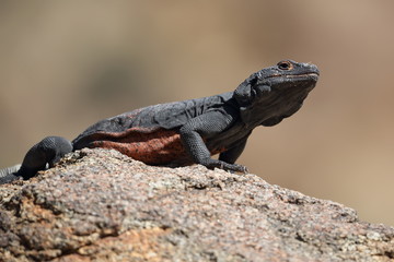 Chuckwalla Joshua Tree Nationalpark California