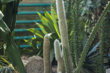 Succulents and cactuses.