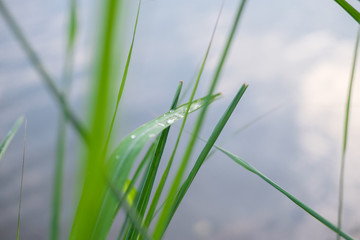 raindroped on vetiver grass at the lake