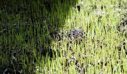 green young grass meadow lawn blades of grass photo