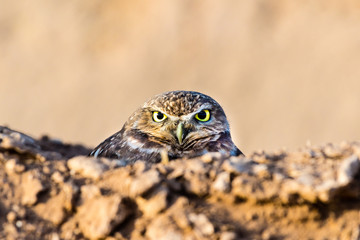 Burrowing Owl hiding while watching