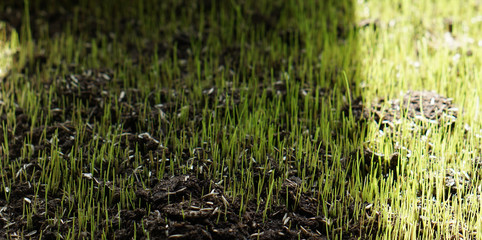 green young grass meadow lawn blades of grass photo