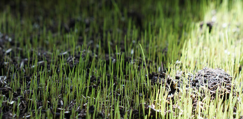 green young grass meadow lawn blades of grass photo