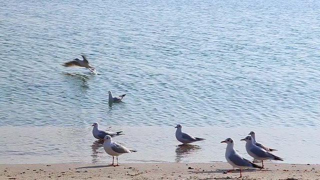 Many seagulls on autumn or spring beach near blue sea water on cloudy day. Slow motion hd video footage