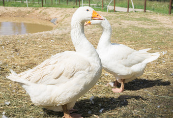 Naklejka na ściany i meble A Couple of geese with red beaks making a heart with their necks, walking in a farm near pond
