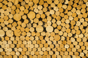 Texture of wooden logs for designs, pattern for backgrounds