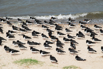 Eurasian oystercatcher (lat.: Haematopus ostralegus)