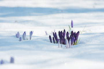 Different purple crocuses grow through the snow in early spring. Close up.