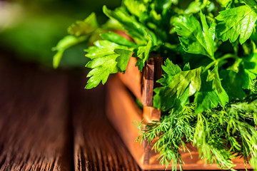 Fototapeta premium Fresh dill and parsley in wooden box close