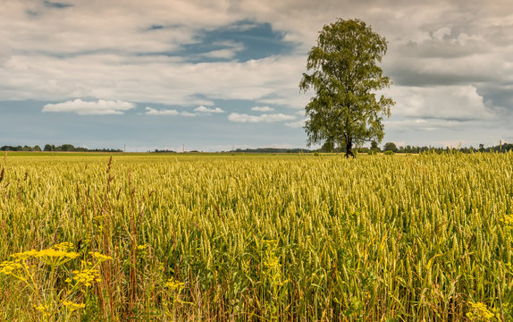 Lonely birch tree among field of ripening wheat, agricultural landscape, rich harvest concept