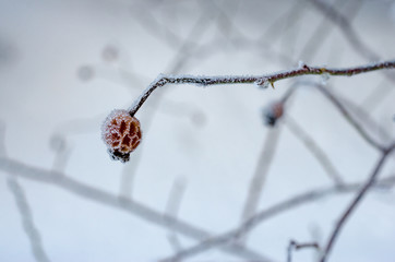 Frozen Red Rosehip On Branch Covered With Ice