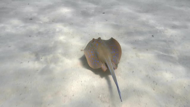 Bluespotted ribbontail stingray (Taeniura lymma) swimming over sandy sea bottom. 4K ultra hd 2160p video footage