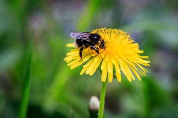 Biene sammelt Blütenstaub auf Löwenzahn 