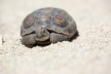 Wüstenschildkröte Joshua Tree Nationalpark