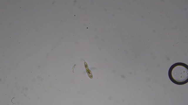 Baby of triops under a microscope. The microscopic world.