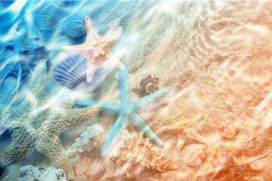 starfish and seashell on the summer beach in sea water.