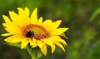 Obraz premium Sonnenblume