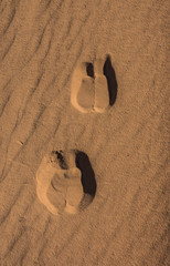 Camel foot prints in Wadi Rum desert