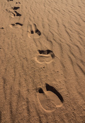 Fototapeta na wymiar Camel foot prints in Wadi Rum desert