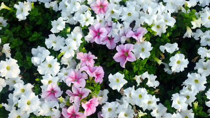 Romantic and beautiful pink and white flowers
