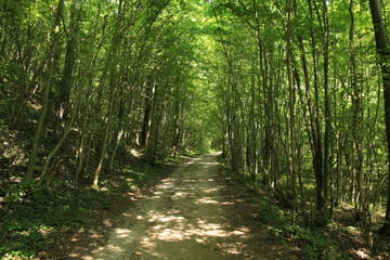 Path in the forrest