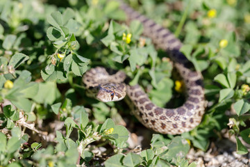 Fototapeta premium Pacific Gopher Snake (Pituophis catenifer catenifer) Adult in defensive posture. Dublin Hills Regional Park, Alameda County, California, USA.