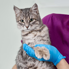 veterinarian hand holding the half breed cat