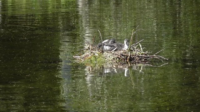 Natatorial birds of Eurasian coot builds nests for the ptets.The Eurasian coot Fulica atra, also known as the common coot, is a member of the rail and crake bird family Rallidae