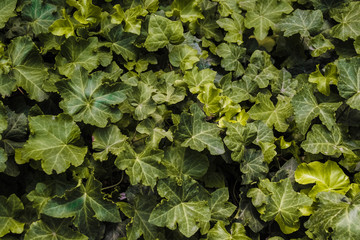 Background and texture of ivy. Wall of ivy.
