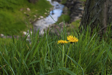 Bokeh, Pissenlits.