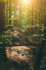 Pathway in the forest with sunlight flares