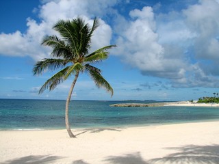 Paradise Palm 3