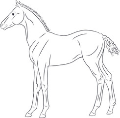 A line sketch of a newborn foal.