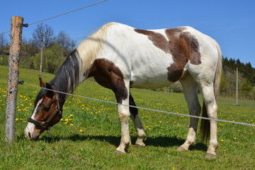Brown white spotted horse in a yard