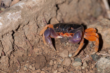 Halloween crab