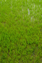 Rice paddy in South Sulawesi, Indonesia