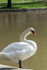 Beautiful white swan in the lakeshore