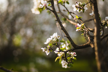 apple tree branch