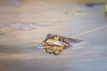 Close up Brown frog (Rana temporaria)