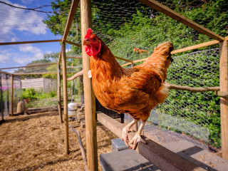 A  ginger chicken stands on perch in chicken pen. © James Hoathly
