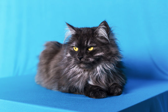 cat with yellow eyes on blue background