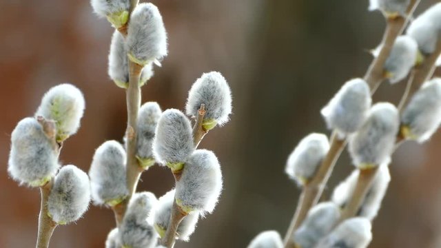 Fluffy willow blossomed in the spring. Fluffy flowers on the branches.