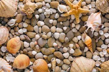Seashells and pebbles background, natural seashore stones