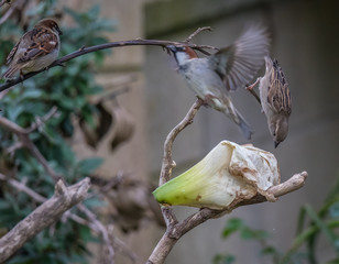 scenes of sparrows showing fights, love, moments of life
