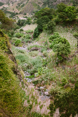 Stunning view of canyon edge overgrown with sugarcane, mango trees, lotus and banana plants on Santa Antao Island. Cape Verde