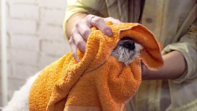 Groomer wipes the dog Bichon Frize with a towel