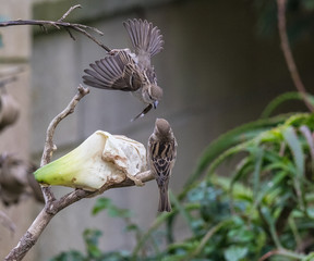 scenes of sparrows showing fights, love, moments of life