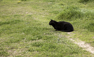 Abandoned street cats