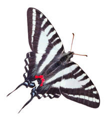 Naklejka premium Motyl zebra paziowatych